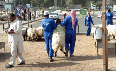 سوق الأضاحي ... مزدهر    (تصوير احمد عماد)