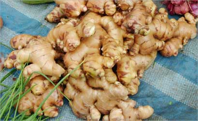 u064au062fu062eu0644 u0627u0644u0632u0646u062cu0628u064au0644 u0641u064a u062au0631u0643u064au0628 u0648u0635u0641u0627u062a u0632u064au0627u062fu0629 u0627u0644u0642u062fu0631u0629 u0627u0644u062cu0646u0633u064au0629