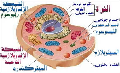 مكونات وتركيب الخلية ... آية من آيات الله في خلقه