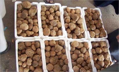 لا فقع هذا العام