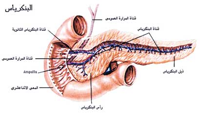تقلل من فاعلية الأنسولين المفرز من البنكرياس 