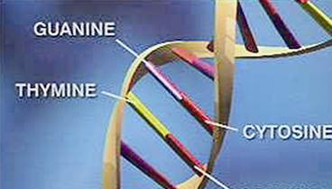 الحمض النووي DNA لمكافحة السمنة