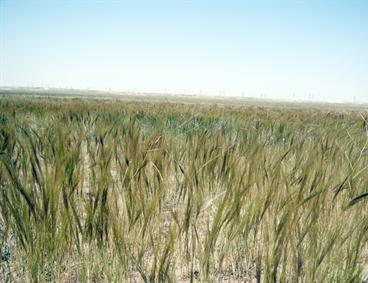 الشعير وسيلة جديدة للقضاء على التصحر