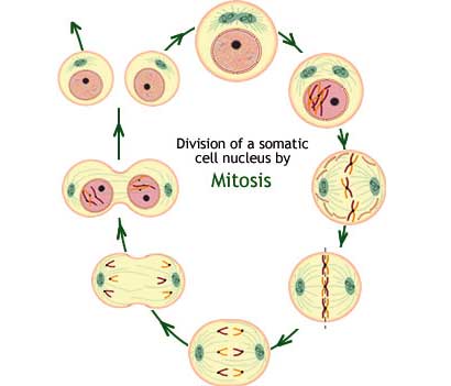انقسام الخلية إعجاز طبي