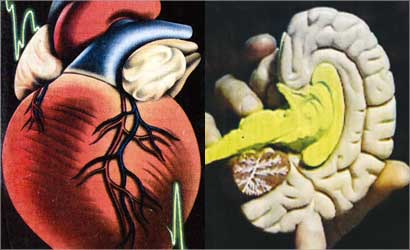 مشاعر الحب  تؤثر في مراكز الانفعال في المخ و  أدرك الشعراء قبل الأطباء أن خفقان القلب من أعراض الحب