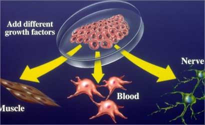 u0627u0644u0627u0633u062au0634u0627u0631u0629 u0627u0644u0648u0631u0627u062bu064au0629 u0639u0646u062f u0632u0648u0627u062c u0627u0644u0623u0642u0627u0631u0628 u0648u0627u062cu0628u0629