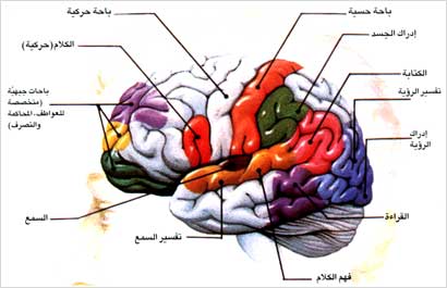 u0627u062fu0648u064au0629 u062au0624u062bu0631 u0639u0644u0649 u0627u0644u062cu0647u0627u0632 u0627u0644u0639u0635u0628u064a