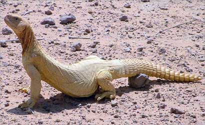 الضب في موطنه ... الصحراء