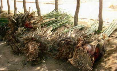 u0646u062eu064au0644 u064au0637u0631u062d u0623u0641u0636u0644 u0627u0644u062bu0645u0631u0627u062a