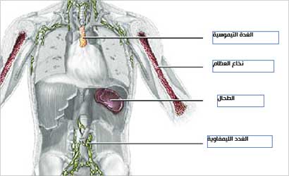 جهاز المناعة في الجسم يتاثر بنوعية الطعام والتغذية الجيدة تقويه