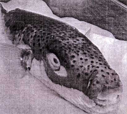 u0633u0645u0643u0629 u0627u0644u0642u0631u0627u062f u0627u0644u0633u0627u0645u0629