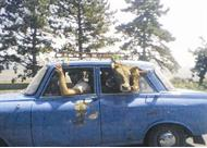 كيف تم إدخالها؟