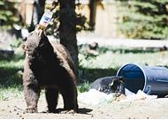 صحتين على قلبك!