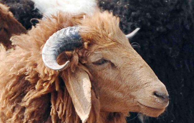 خروف العيد	 (تصوير أحمد عماد)