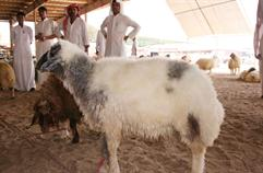 الطلي السعودي