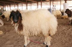 الطلي الإيراني