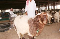 الخروف العربي