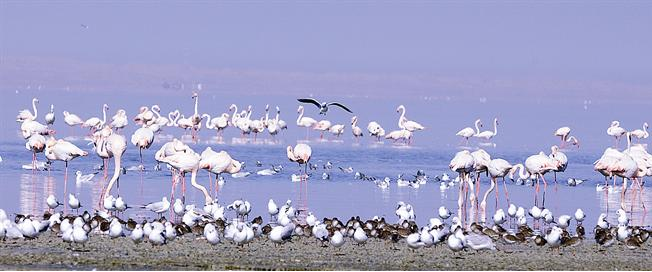 u0637u064au0648u0631 u0627u0644u0641u0644u0627u0645u064au0646u063au0648 u0639u0644u0649 u0633u0648u0627u062du0644 u0627u0644u0643u0648u064au062ar