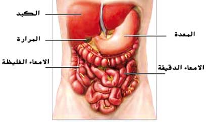 u0648u0633u0627u0626u0644 u0637u0628u064au0639u064au0629 u062au0646u0634u0637 u0627u0644u0623u0645u0639u0627u0621 u0648u0627u0644u0642u0648u0644u0648u0646 