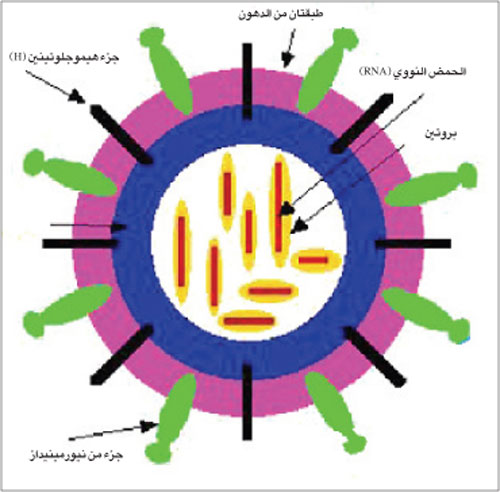 تم اكتشاف فيروس الأنفلونزا العام 1931