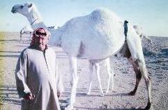 واقفاً عند ابله