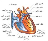 المشي رياضة العظماء تمنح الصحة والسعادة 