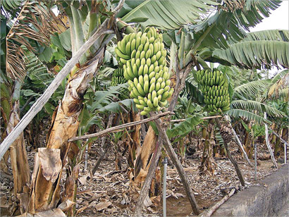 u0627u0644u0645u0648u0632... u062bu0631u0648u0629 u0632u0631u0627u0639u064au0629 u0648u0631u0632u0642 u0648u062au0641u0627u0624u0644 u0641u064a u00abu0634u0637u0627u0646u0648u0641u00bb