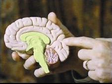 انتبه قدرة الذاكرة تضعف عند معاناة الإجهاد الذهني