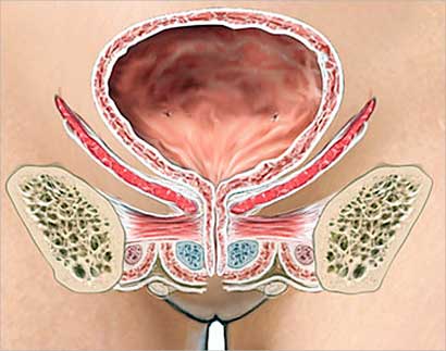 برودة الشتاء تسبب إنفلات البول من المثانة لا إراديا  
