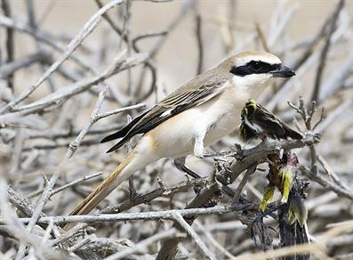 صرد يأكل فريسته