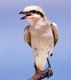 الصرد الأشول