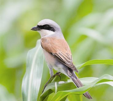 ... وأحمر الظهر