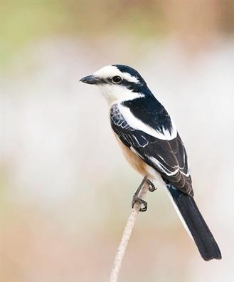 الصرد الحسيني