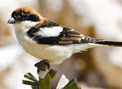 الدغناش الشامي