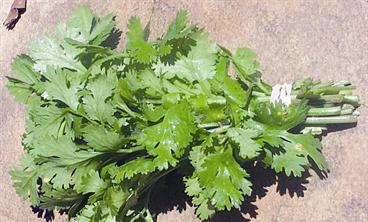 u0641u0648u0627u0626u062fu0647 u0635u062du064au0629 u0639u062fu064au062fu0629 u0644u0646u0628u0627u062a u0627u0644u0643u0632u0628u0631u0629 u0648u0645u0646u0647u0627 u0639u0644u0627u062c u0627u0644u0633u0639u0627u0644 u0627u0644u062fu064au0643u064a