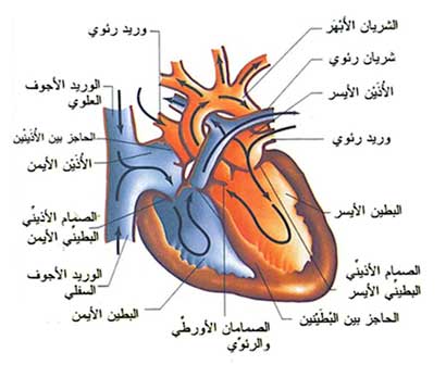 القلب وشرايين الحياة