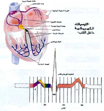 الدورة الدموية تدفع تيار الحياة 