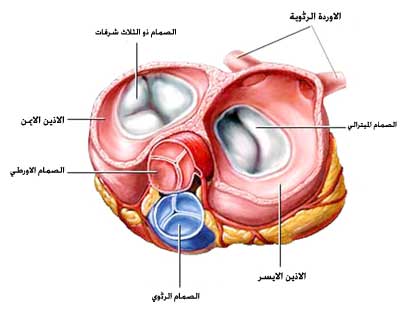 صمامات القلب  