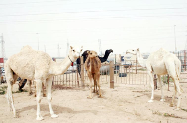 ارتفاع اسعار الابل نتيجة ارتفاع اسعار الاعلاف وليست الانتخابات فقط