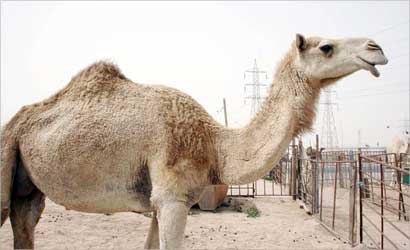 «الحاشي» يوفر الكثير على المرشحين (تصوير طارق عز الدين)