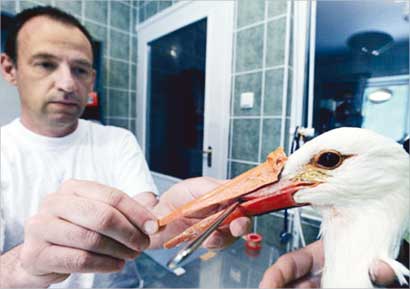 u0627u0644u0628u064au0637u0631u064a u064au062bu0628u062a u0627u0644u0645u0646u0642u0627u0631 u0627u0644u0645u0633u062au0639u0627u0631