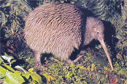 طائر الكيوي 