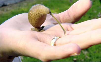  الثمرة الشبيهة