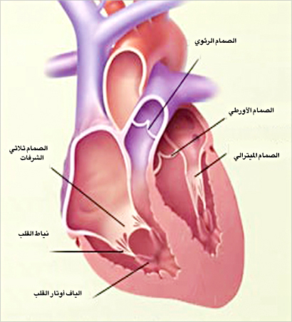 صمامات القلوب يجب حمايتها من الحمى الروماتيزمية