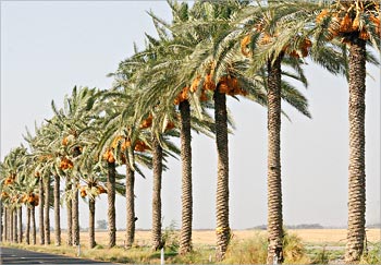 نخيل ميت غمر ثروة