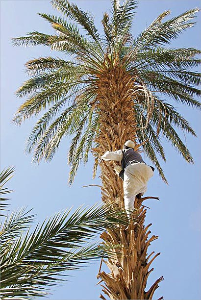 اهتمام خاص بالنخيل