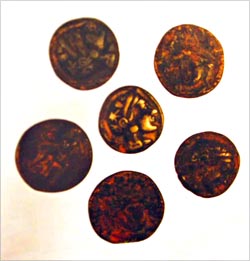 العملة اليونانية المكتشفة في جزيرة فيلكا 