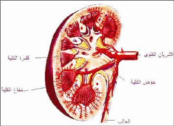 مرضى التهاب الكلى يرخص لهم بالافطار