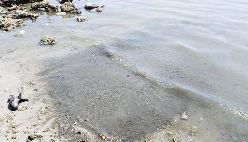 ... وتلقي بها في مياه البحر		(تصوير نور هنداوي)