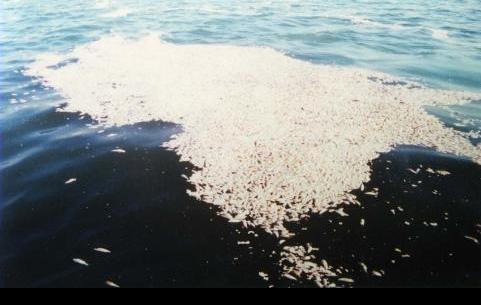 ظاهرة نفوق الاسماك ... هل تتكرر؟